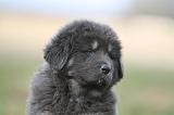 DOGUE DU TIBET 775